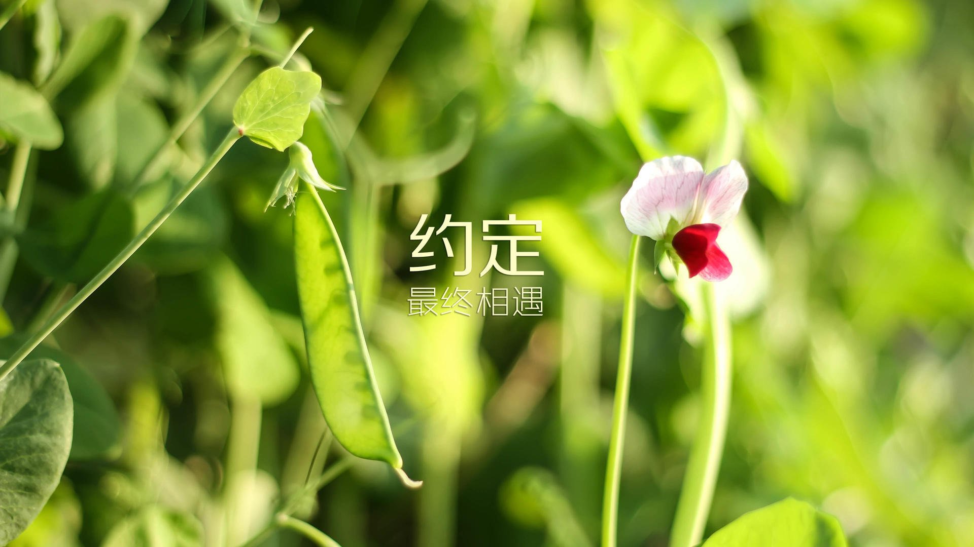 中国篮球联赛赛事安全管理体系优化方案，篮球赛事安全应急预案