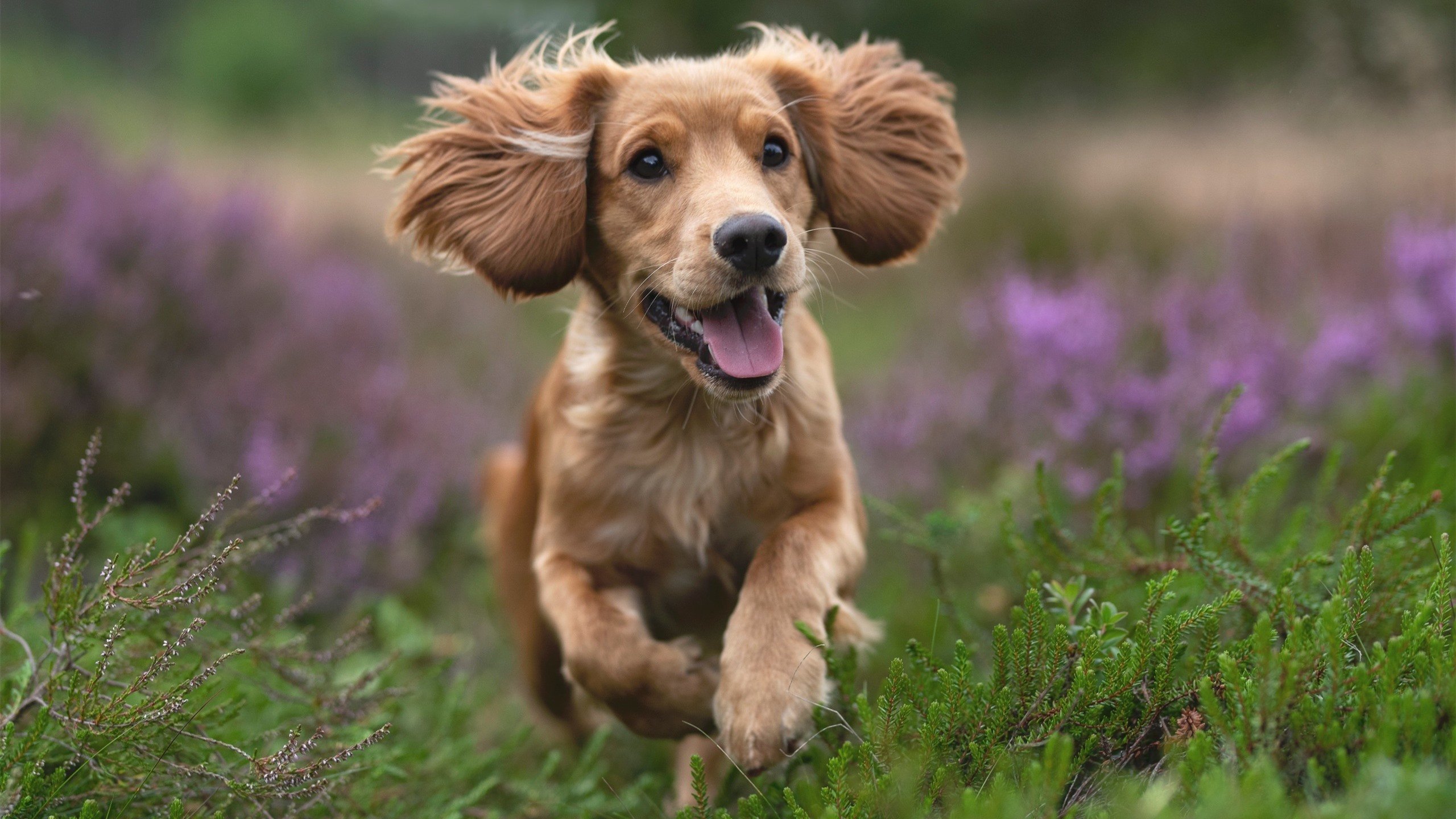 篮球专项力量训练方法及实践探索,篮球力量训练计划表