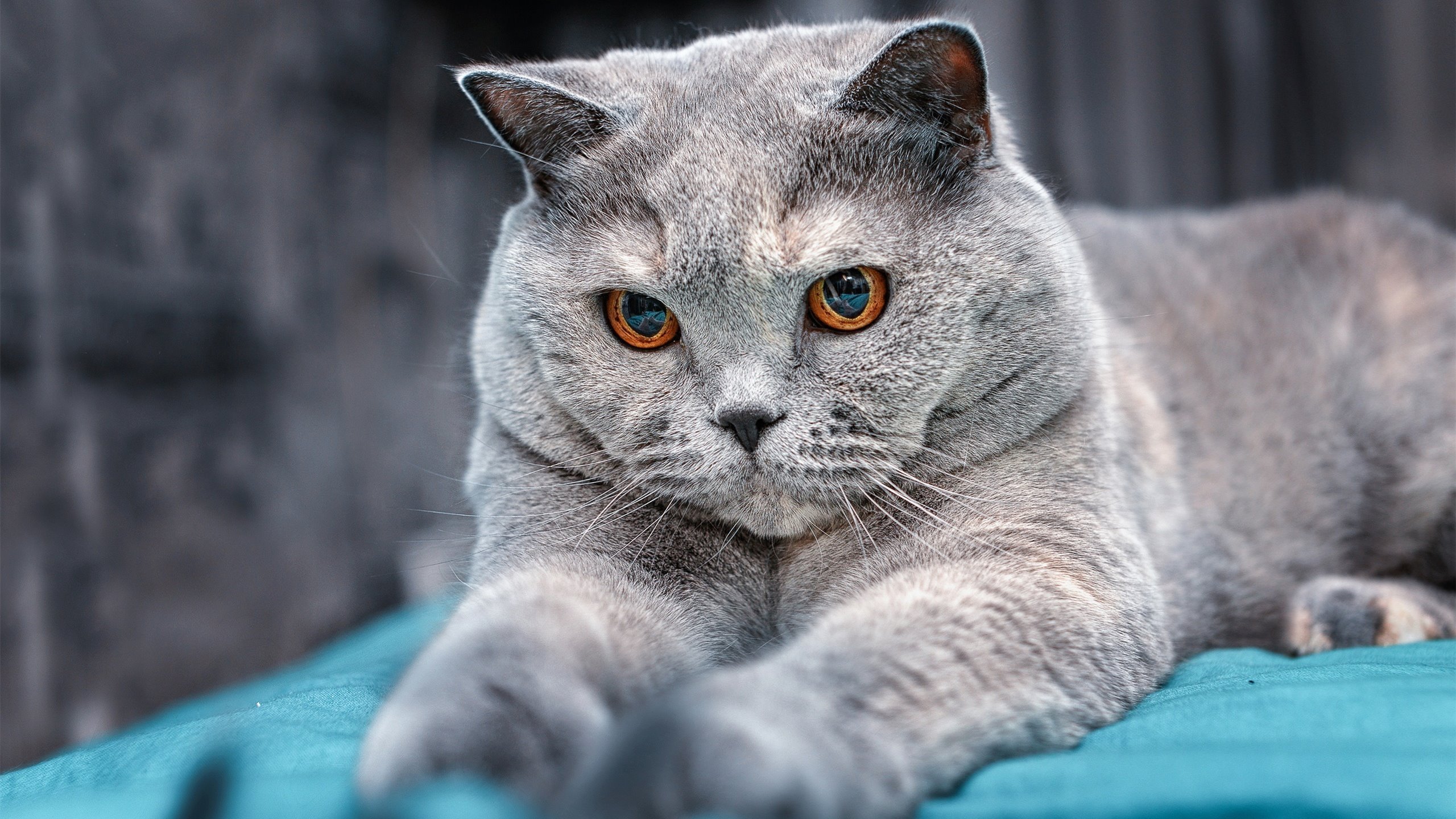 选秀直播:青训新兵的成长和挑战,青训选拔机制