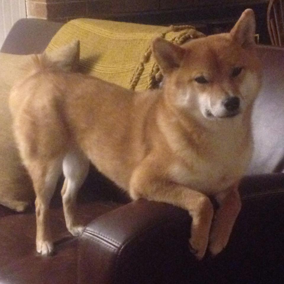 俱乐部缺少基于球迷数据的营销体系，俱乐部开展现状