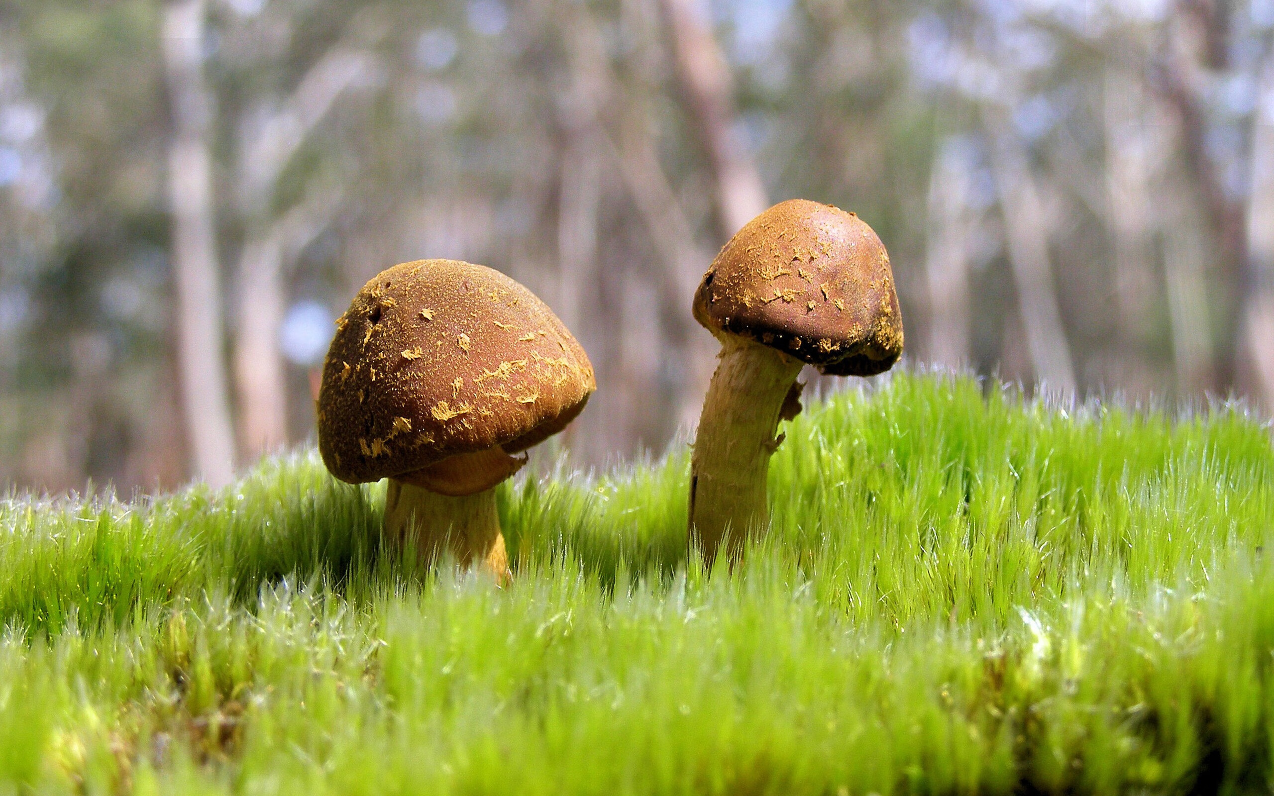 篮球基层赛事盈利模式为何难以落地,篮球赛事运营公司