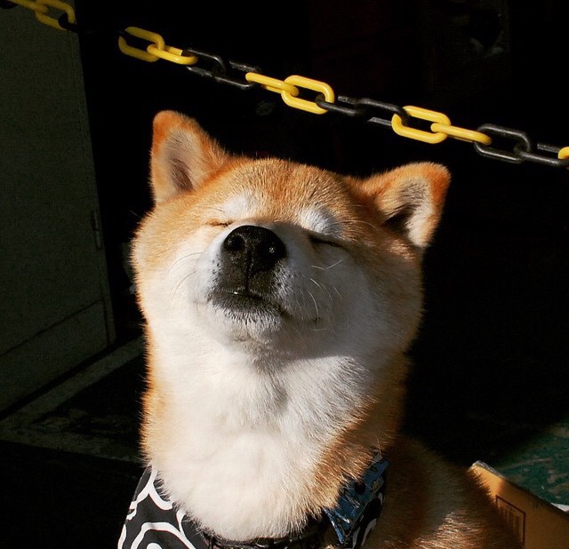 开云入口-塞尔维亚女篮在欧洲锦标赛中一举夺冠，展现强大团队实力，塞尔维亚女蓝水平