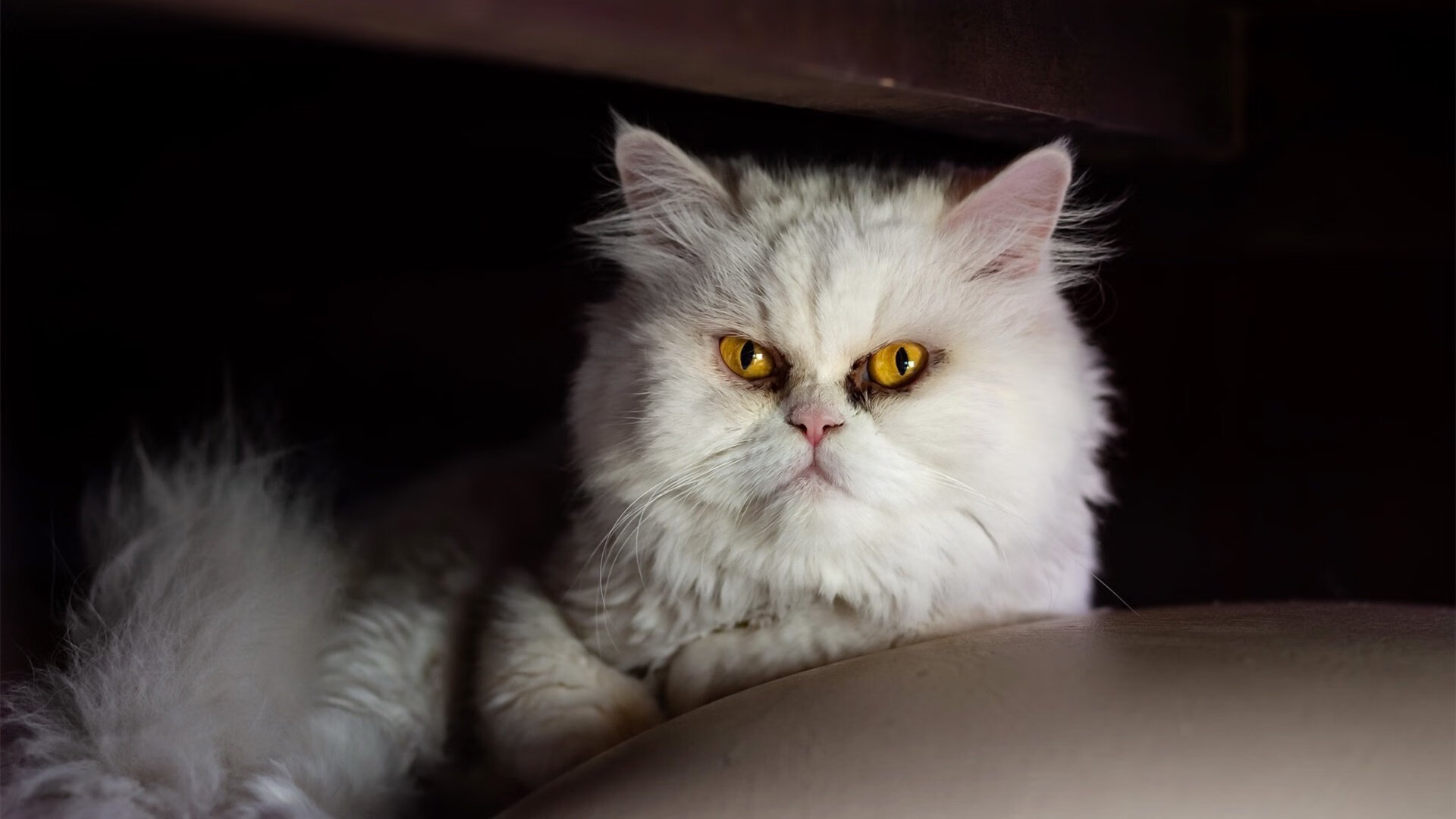 张雨霏携队友全力冲击接力金牌,张雨霏接力赛夺金视频