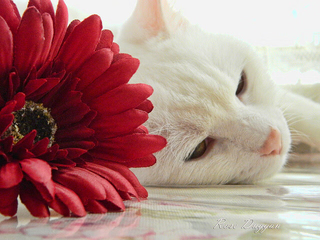 步行者后场表现出色帮助球队上升排名,步行者得分后卫