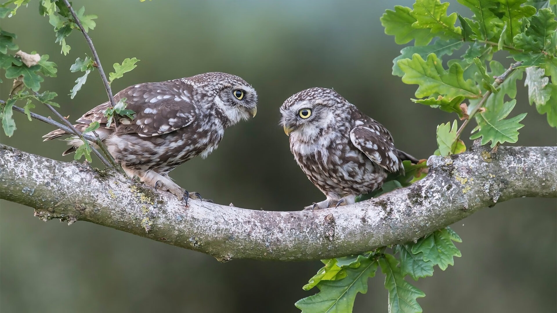 职业球员参与战术设计会议体现战术民主与球员责任感,球队战术风格