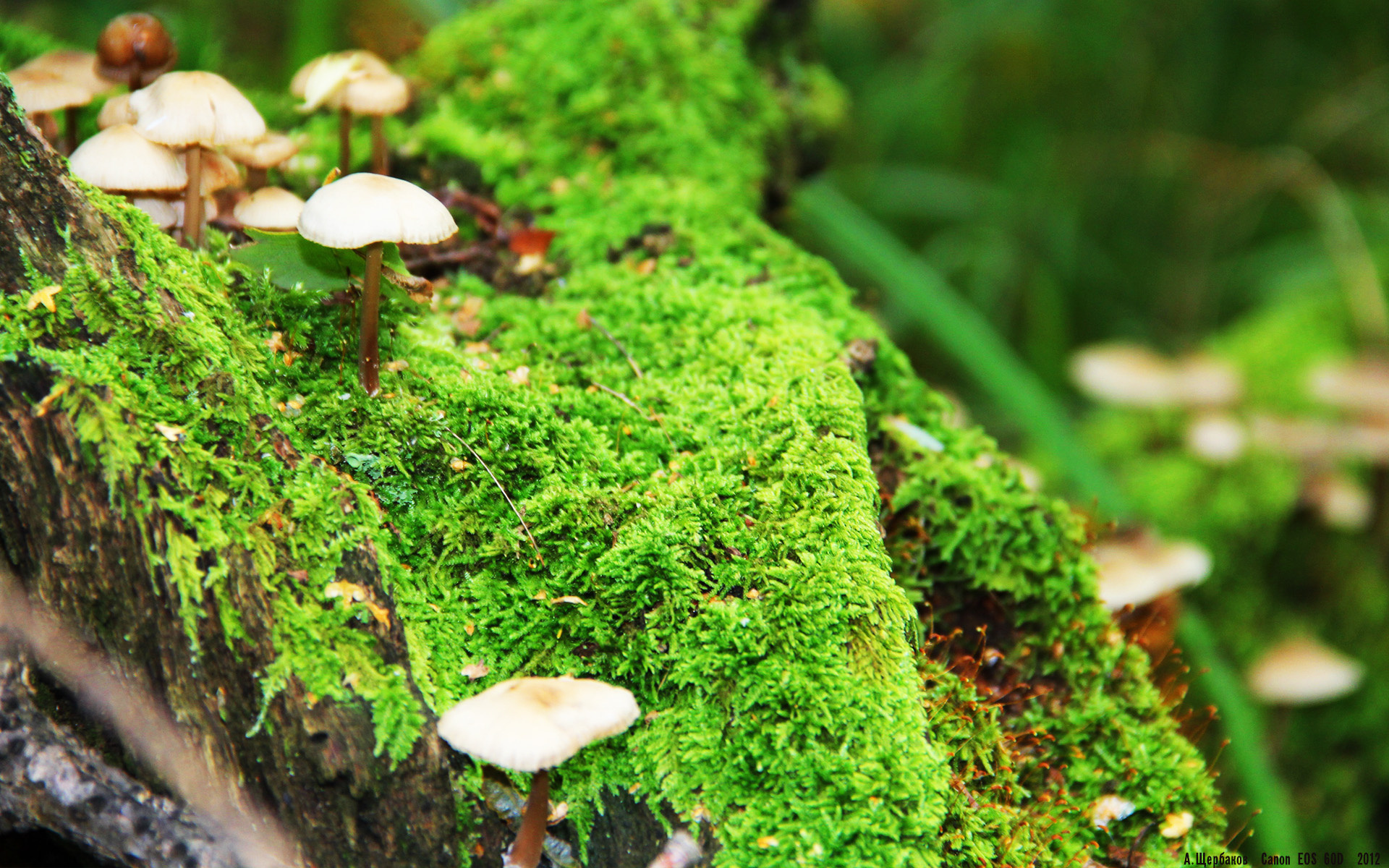 kaiyun体育app-职业联赛采用综合评分机制评估教练执教能力，职业联赛教练干啥的