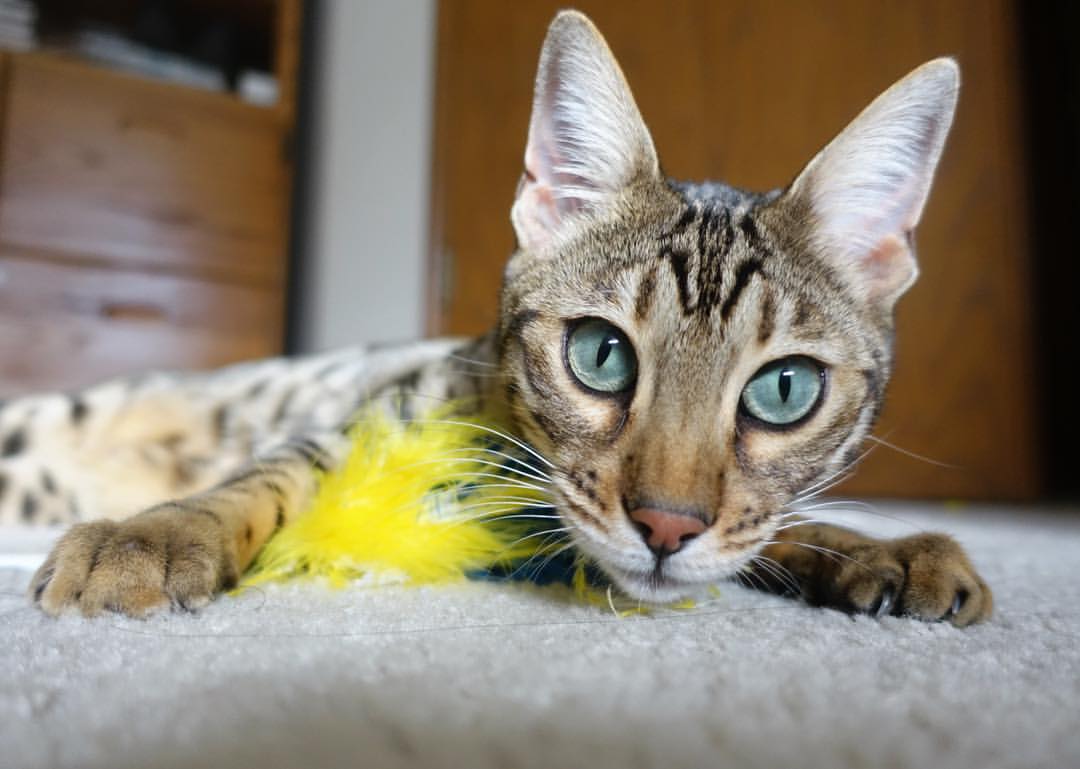 职业联赛采用综合评分机制评估教练执教能力,职业联赛教练干啥的